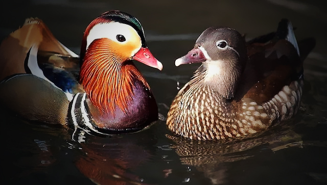 «Косяки и перлы»: как развлекаются сотрудники Западной Прессы