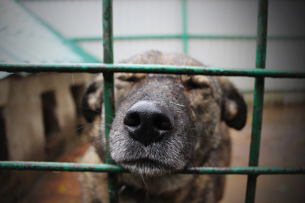 Твори добро #2 — Интервью с куратором приюта для бездомных собак