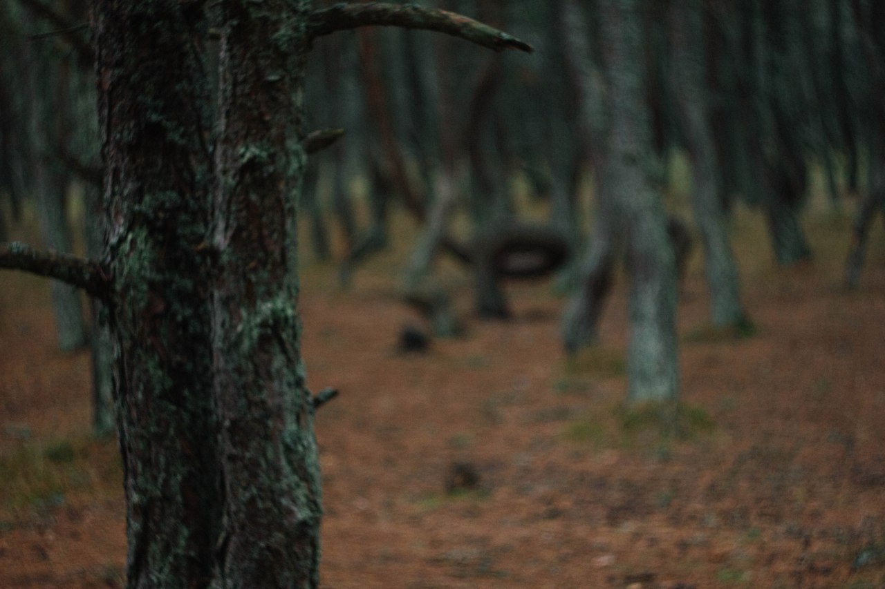 Портрет города — Куршская коса